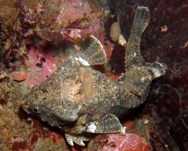 Rockhead poacher, Bothragonus swanii, photographed at Palmer's Point in California