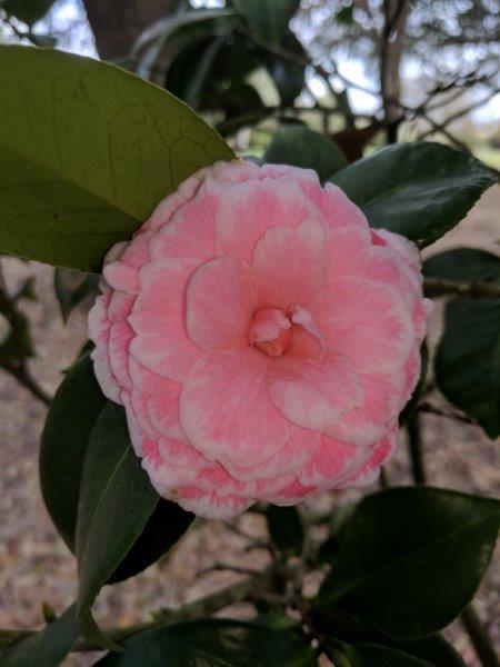 Camellia japonica "Tom Thumb Sport"