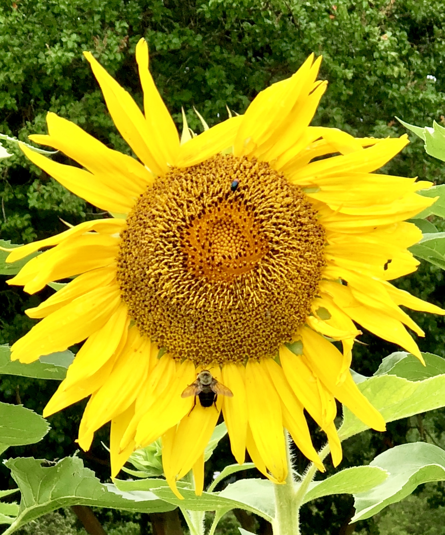 large sunflower