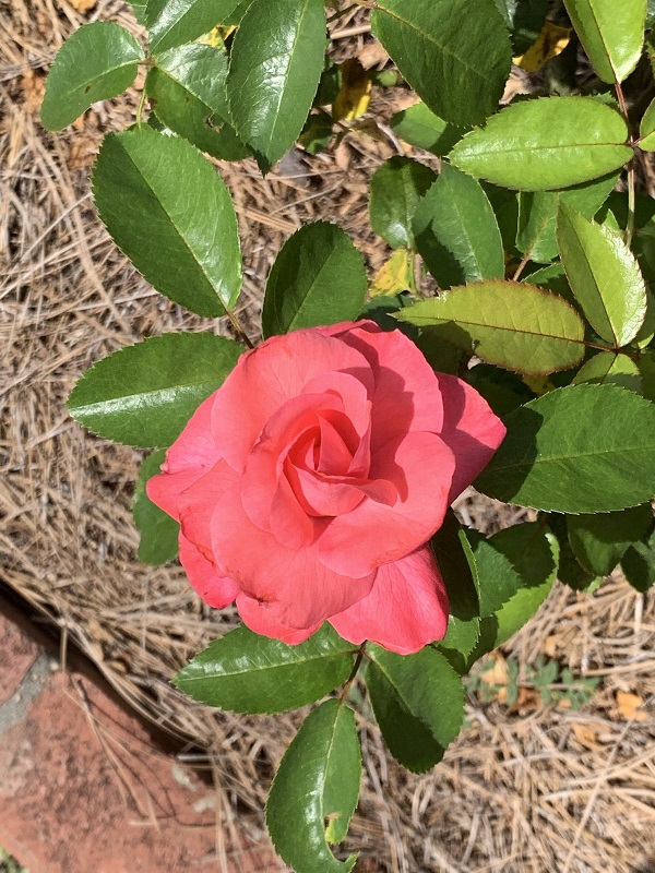 pink rose