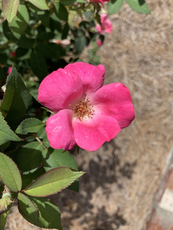 pink rose