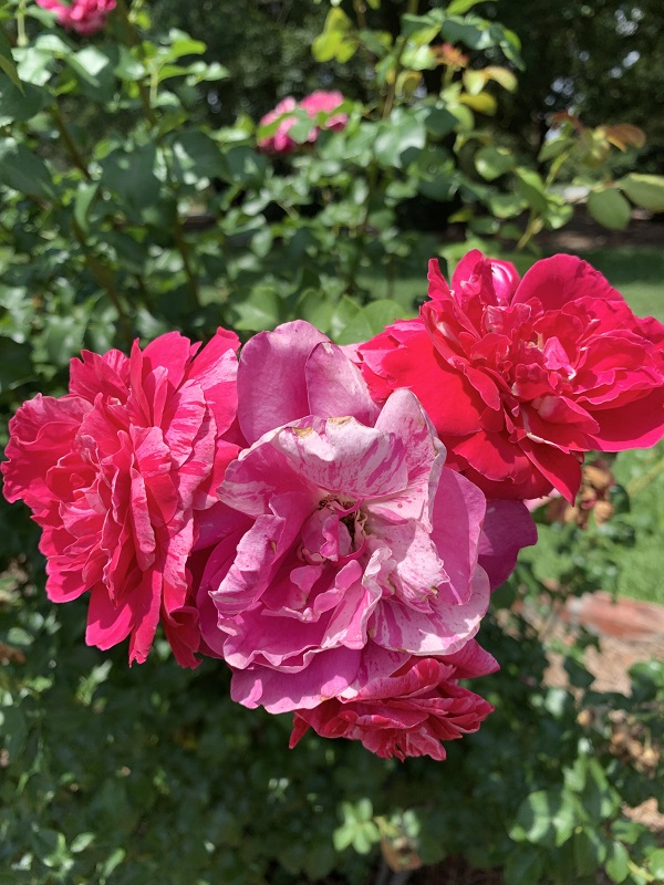 pink and white rose