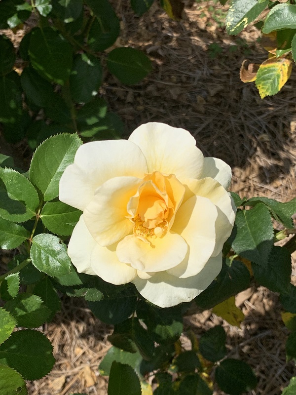 yellow rose