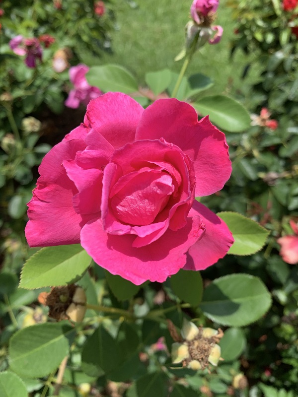 hot pink rose