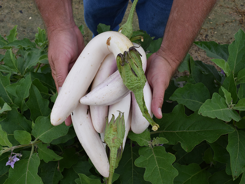 photo: vegetables grown in garden