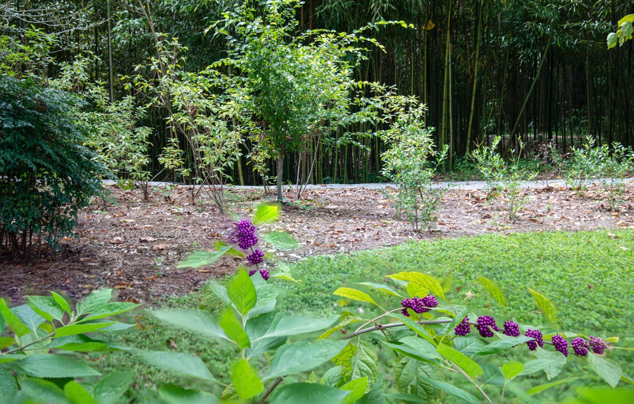 upland glade planting around live oak