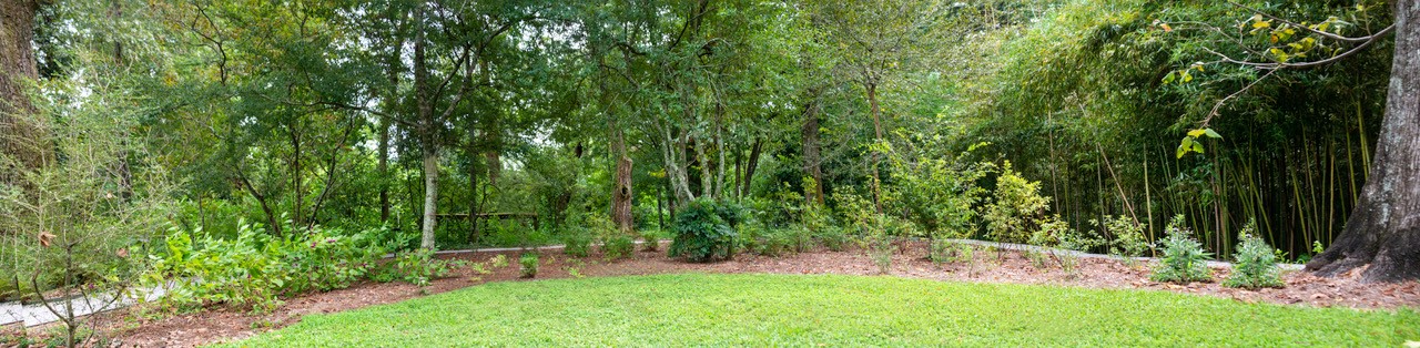 upland planting around live oak