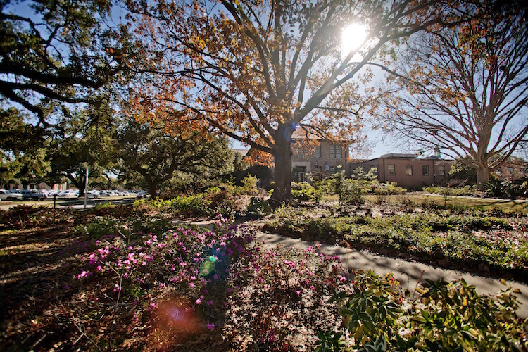 oak tree in sunlight