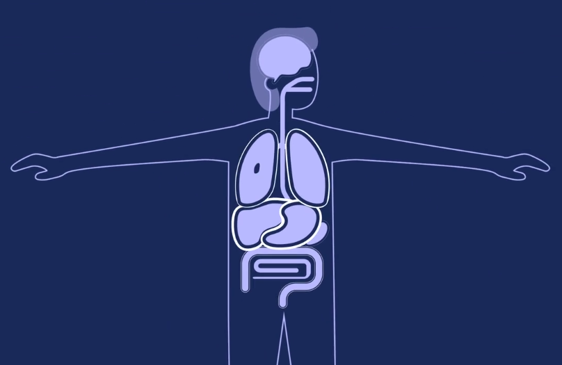 illustration of body with organs highlighted