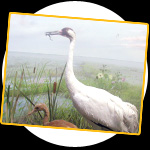 whooping cranes