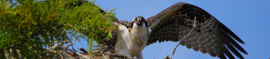 Hawk in a tree