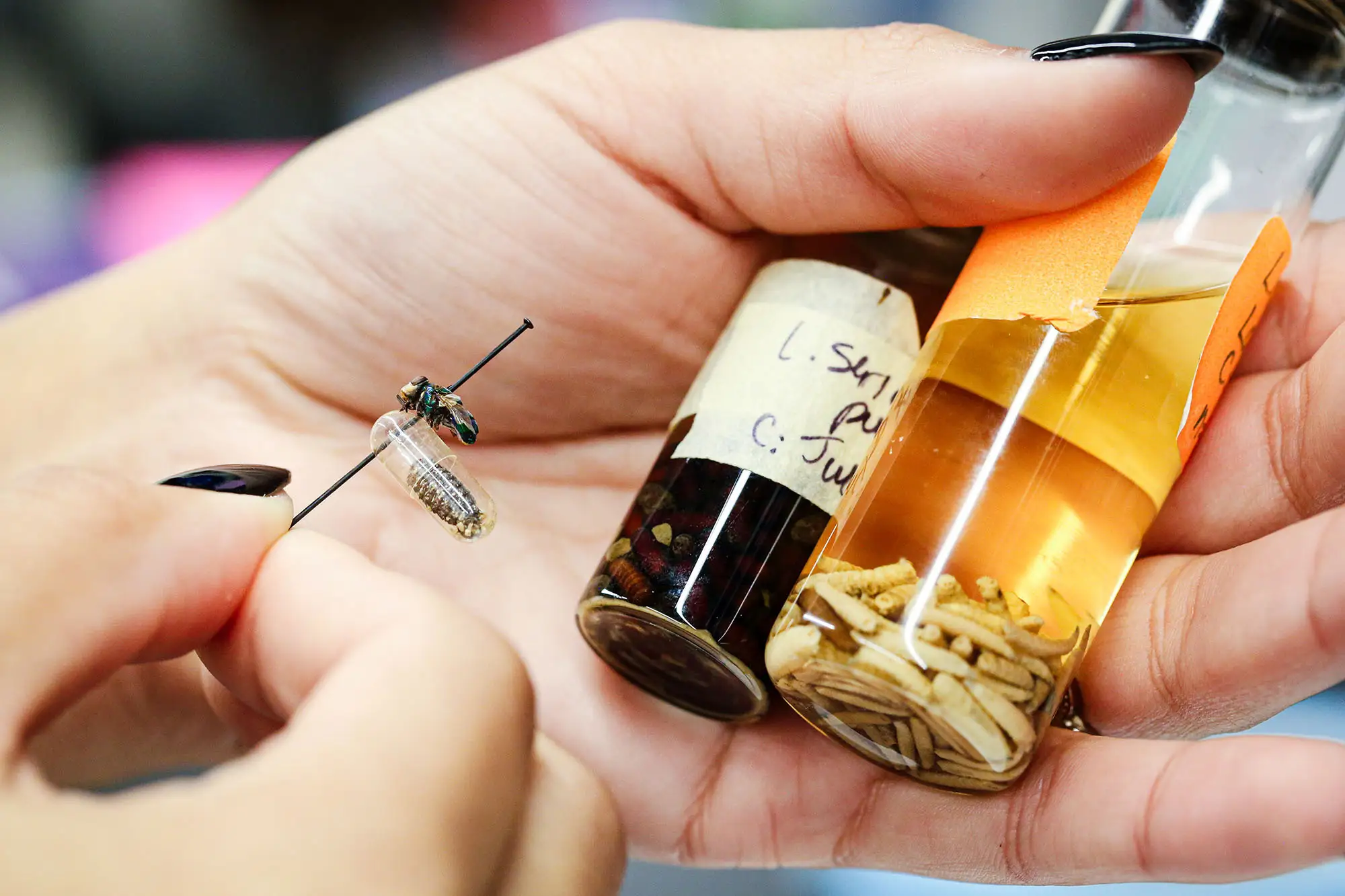 Musah's lab holding insect specimen