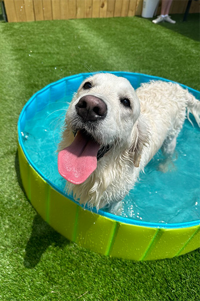 large white dog in a baby pool