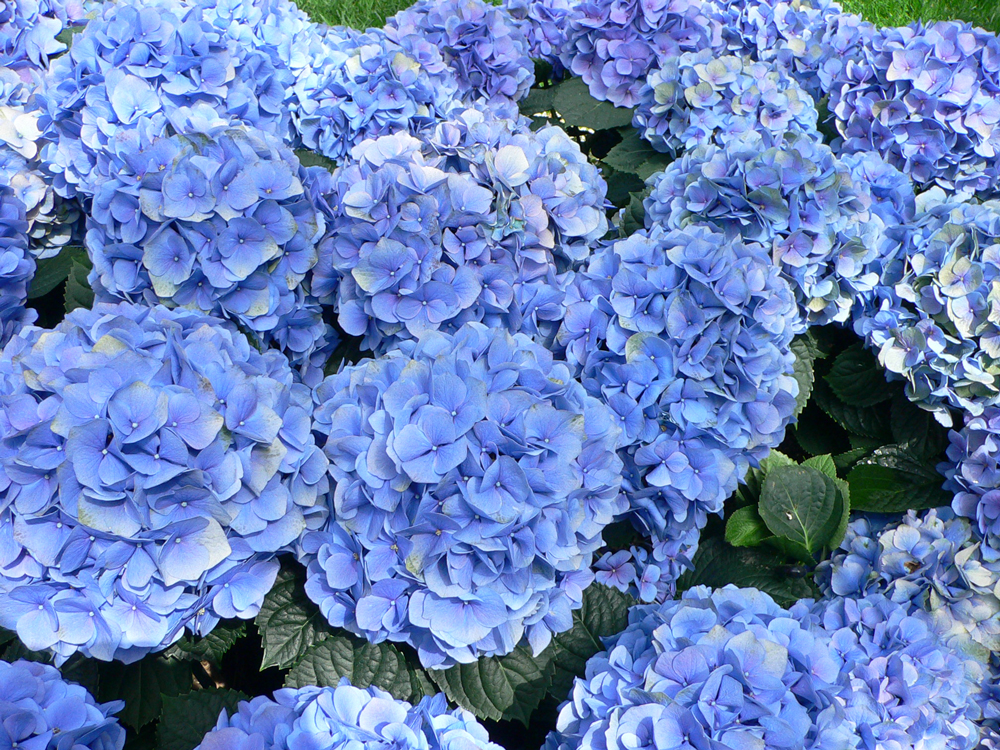 hydrangea